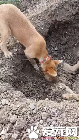 爱游戏（ayx）中国官方网站